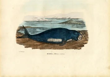 Dugong, 1863-79